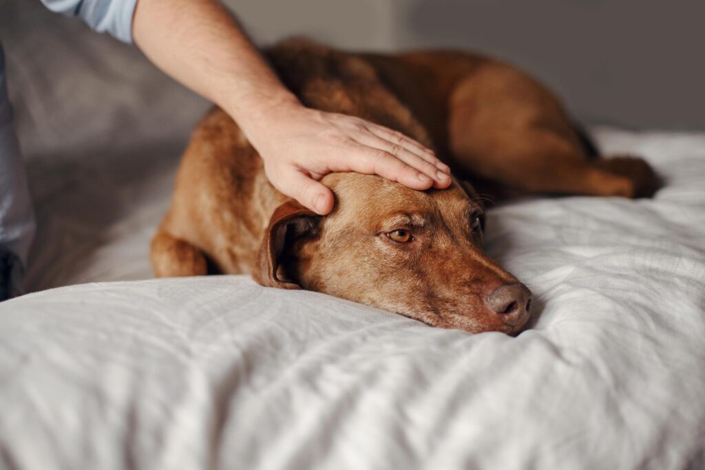 Emergency Vet Near You: 24-Hour Pet Clinic in Garland, TX